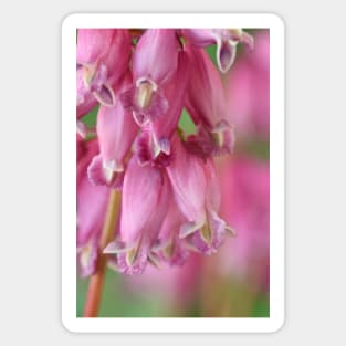 Dicentra Sticker